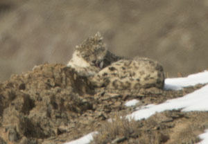 snow leopard